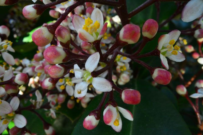 Skimmia japonica