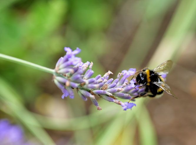 Die Hummeln genießen den Lavendel          © ogv-reichenbach-fils.de / 16.02.2023