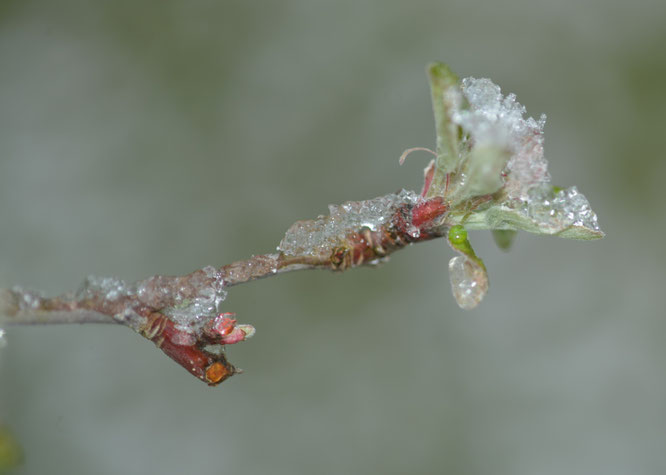 Knospen am Apfelbaum  06.04.2022.........................................................© ogv-reichenbach-fils.de