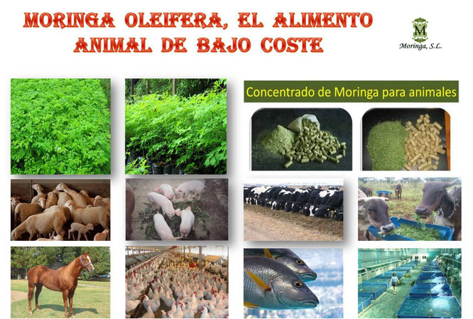 Moringa para animales de granja
