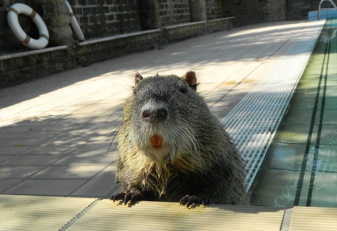 Foto von - Cillo the Nutria Fan Club - hier hatte er gerade " eine Runde gedreht" im Pool