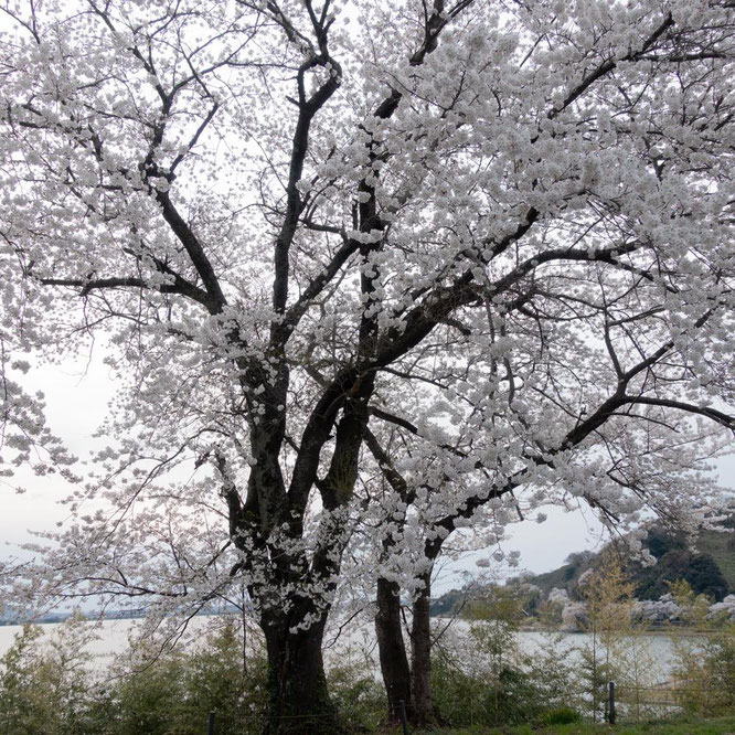 SONY RX100 Ⅲ ZEISS Vario-Sonnar 1.8-2.8/8.8-25.7