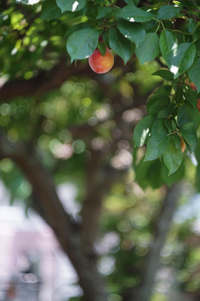 SONY LCE-7／CANON LENS P 75mm 1:2.5