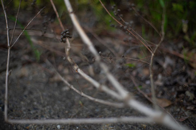 Carl Zeiss  Planar 1.4/50