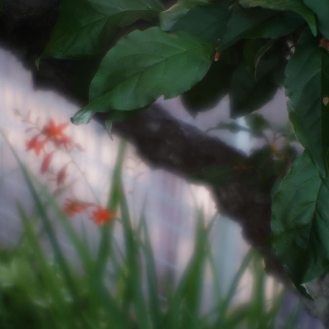 ベス単フード外しでの写真　SONY LCE-7／VEST POCKET KODAK LENS