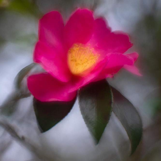 kenko SOFT 85mm 1:2.5