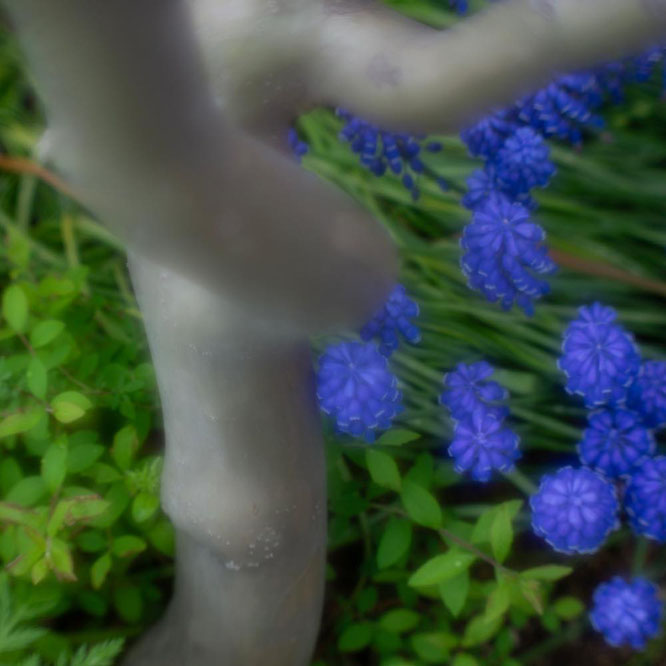 SMC TAKUMAR 1:1.8/55