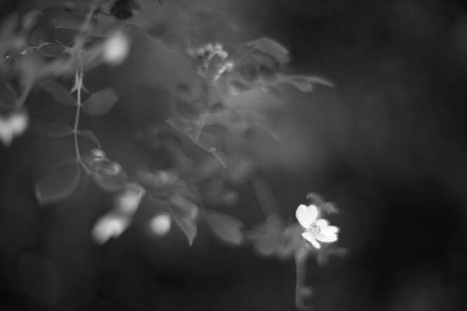 NIKKOR 55mm  1:1.2