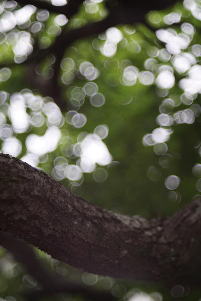 CANON LENS P 75mm 1:2.5