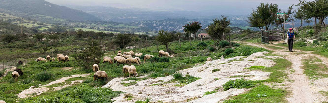 Bild: Landschaft mit Schafen