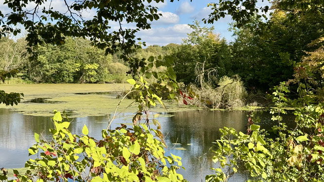 Bild: Kupferteich