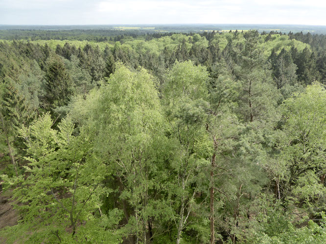 Panoramablick vom Aussichtsturm Hahnheide