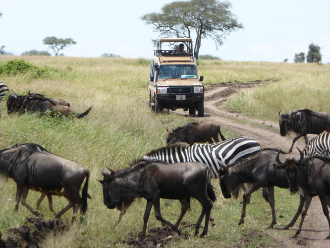 Bild: Wanderung der Gnus und Zebras