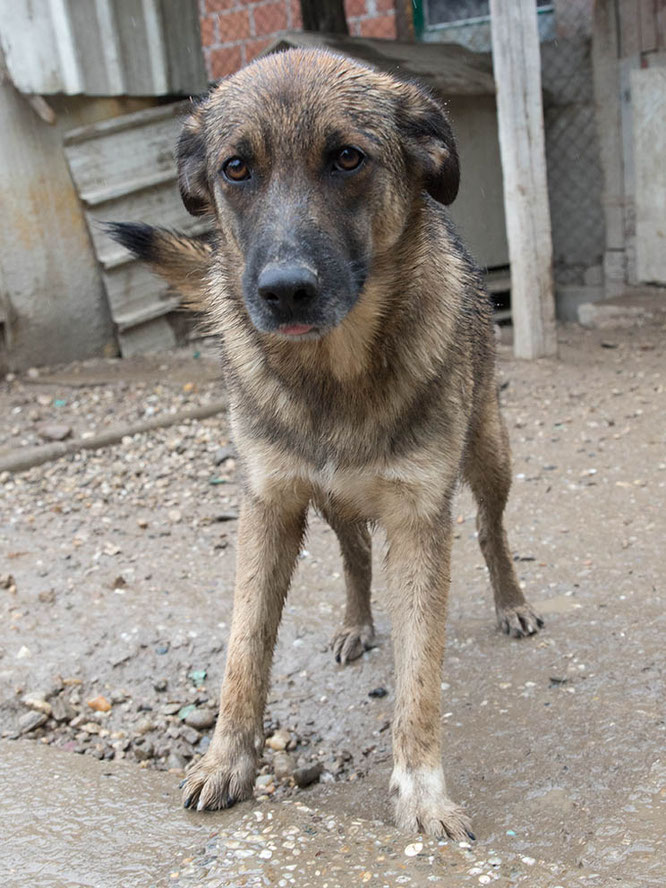 Fanny - Lesika Hundehilfe