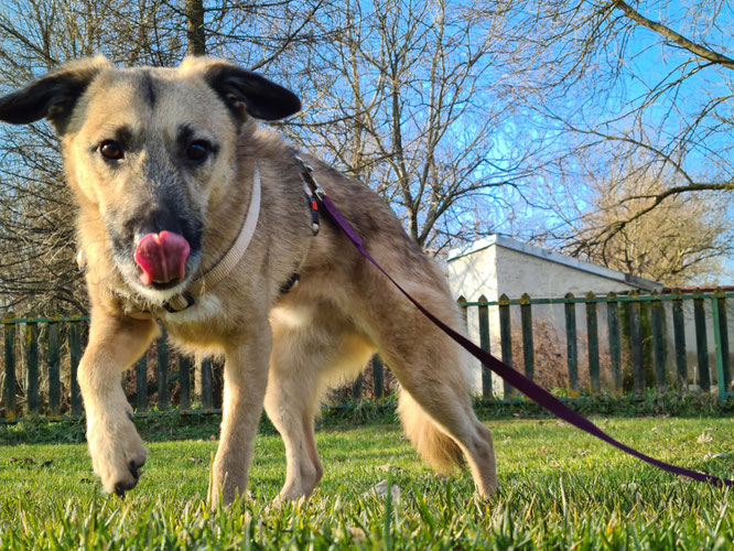 levi lesika hundehilfe