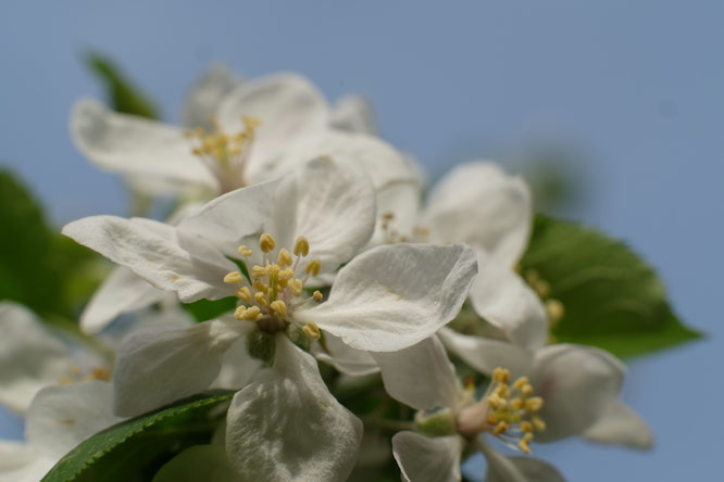Darmnosoden nach Edward Bach, dem Erfinder der Bachblüten. Sie helfen zur Darmreinigung, Darmsanierung, bei Magen-Darm-Problemen, Allergien, Gelenksschmerzen. Heilpraktiker Praxis für Homöopathie, Psychotherapie, Claudia Buchenauer, Darmstadt