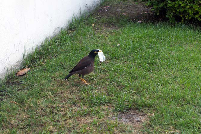 Bird, Bangkok, Thailand