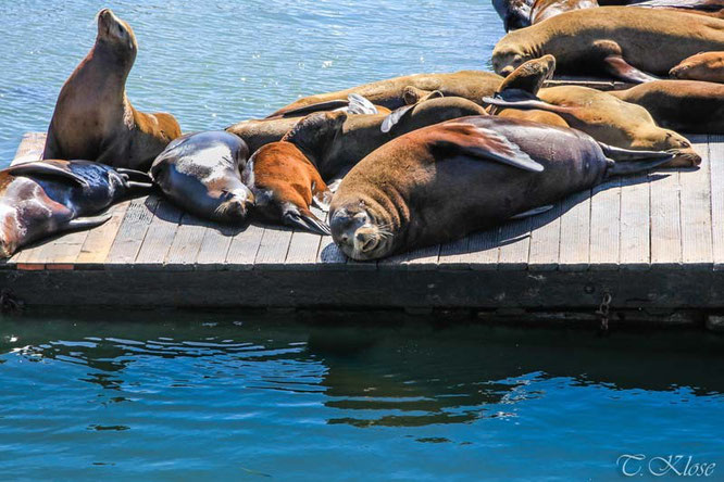San Francisco Sea Lions