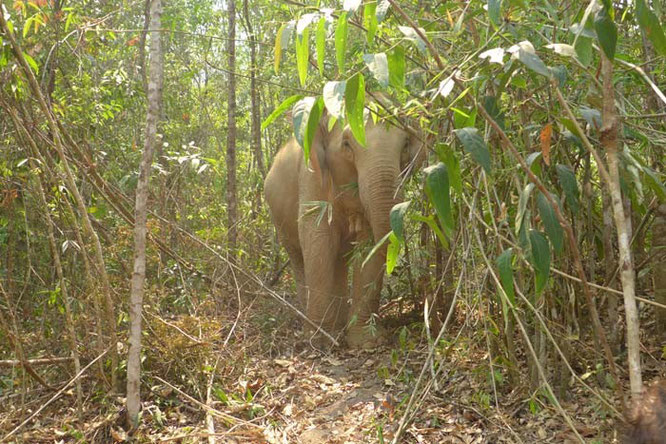 Elephant Jungle Santurary