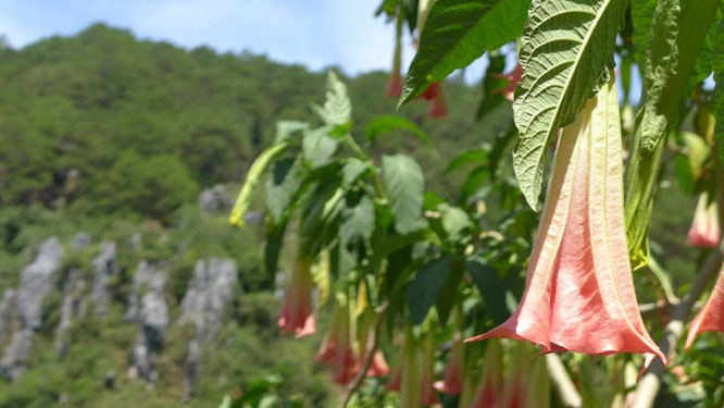 Sagada