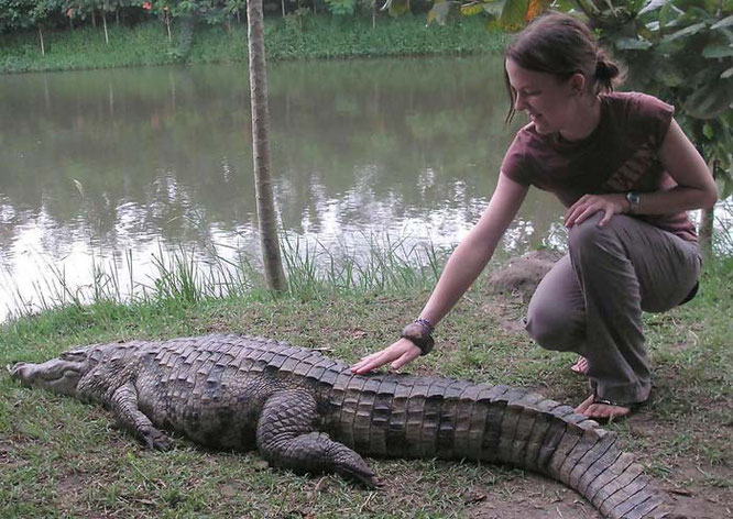 Krokodil Ghana