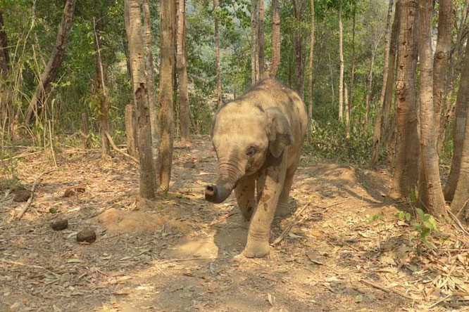 Elephant Jungle Santurary