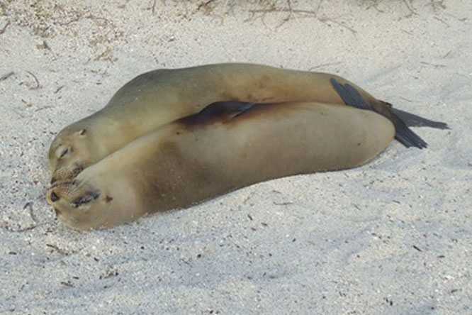 Seelöwen Galapagos