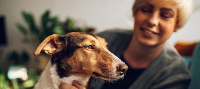 Warum regelmäßige Vorsorge bei einem Tierarzt für ältere Tiere so wichtig ist - Rhede