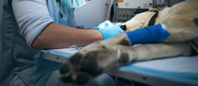 Tierarzt Notdienst Papenburg und Rhede