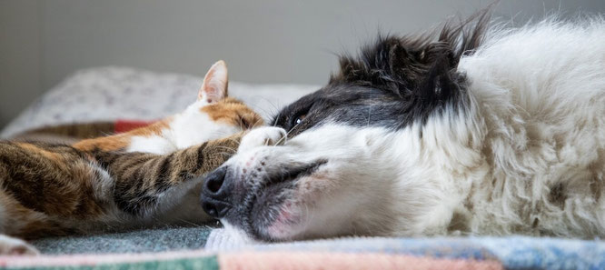 Vorsorgeleistungen für ältere Hunde und Katzen Tierarzt Rhede Emsland