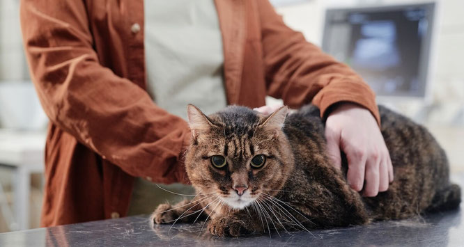 Tierarzt Vorsorge für ältere Tiere in Rhede und Papenburg Emsland