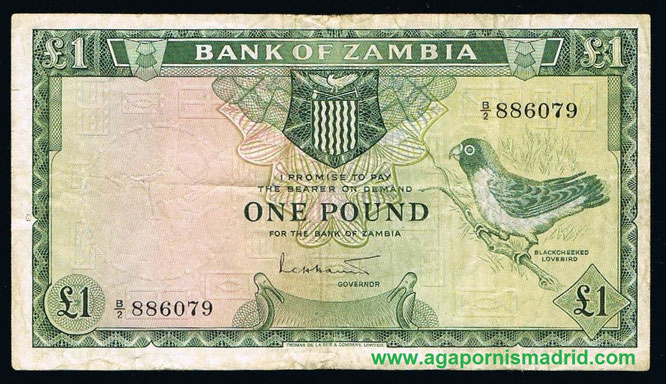 Billete de 1 libra de Zambia (1964) con uno A. nigrigenis