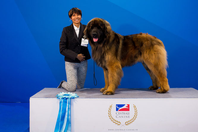 RACKHAM 2 ANS A L'EUROPEEN DOG SHOW BOB