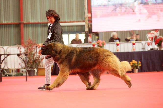  Rachkam 3 ans ring d'honneur exposition de limoges 2023