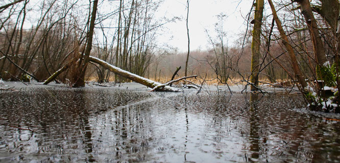 Das Wasser im Feuchtbiotop im Kleinblittersdorfer Wald soll den Aluminium-Grenzwert um das Dreifache überschreiten.