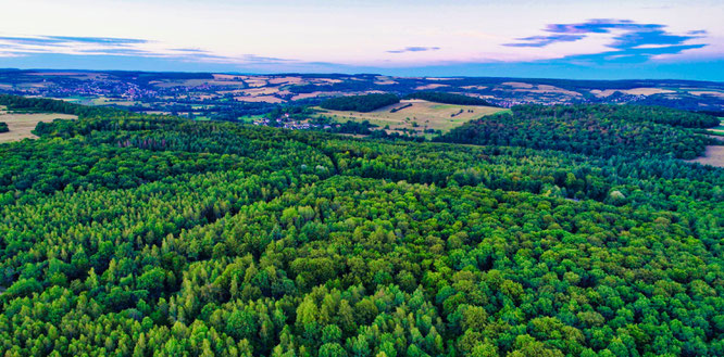 Der Wald bei Sitterswald macht einen Großteil des Gemeindewaldes aus.