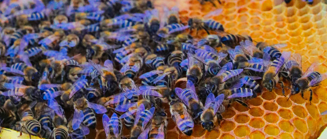 Am heutigen Donnerstag, 20. Mai 2021, ist Weltbienentag.