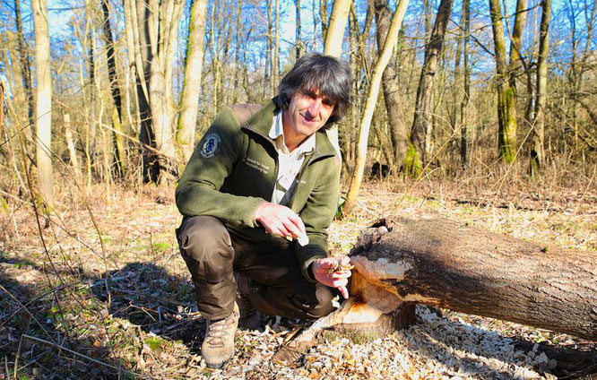 Bliesgau-Ranger Michael Kessler zeigt die Arbeit eines Biber, der einen mittelgroßen Baum in zwei bis drei Tagen fällen kann