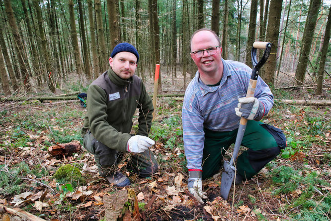 Saarforst-Förster Ernest Ptok (links) und Thorsten von der Lebenshilfe Oberer Saar setzen Buchen-Wildlinge in den Boden.