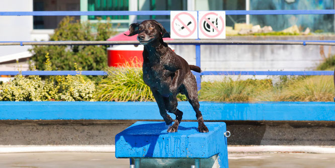 Am 17. September ist der große Tag für die Hunde im Kleinblittersdorfer Freibad.