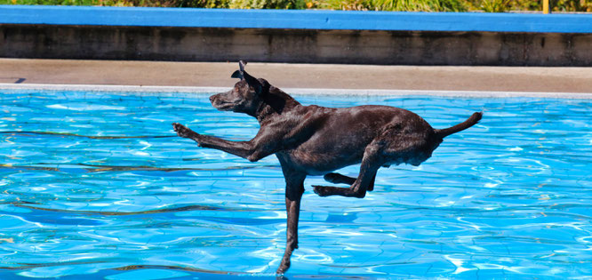 Das Hundeschwimmen im Kleinblittersdorfer Freibad ist zu einer Attraktion geworden.