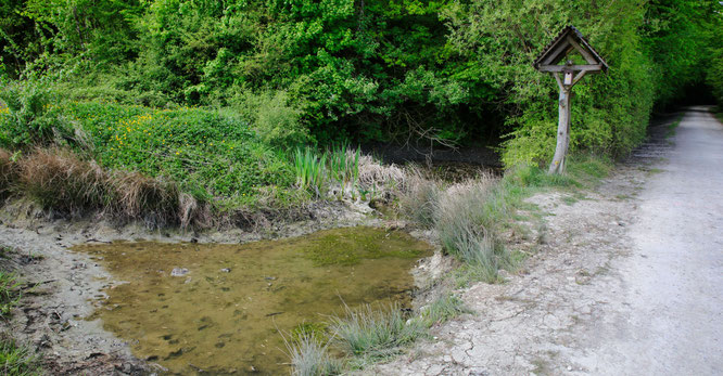 Dieses Biotop am Waldrand in Bliesransbach wurde leergepumpt, aber zwischenzeitlich wieder mit Wasser befüllt.