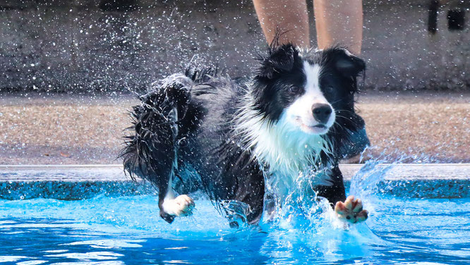 Hundeschwimmen 2023 im Kleinblittersdorfer Freibad.