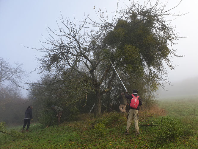 Ein Baum mit Misteln vor dem Beschneiden.