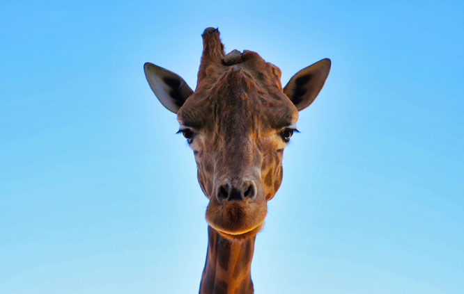 Die Giraffe Yaris im Saarbrücker Zoo.