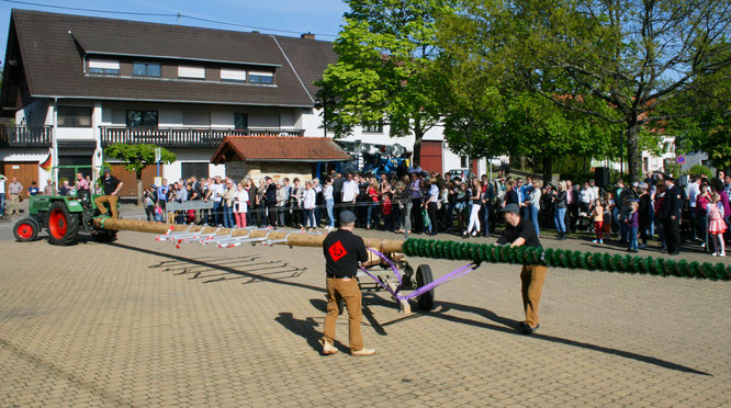 Einer der größten Maibäume an der Oberen Saar wird an diesem Samstag auf dem Auersmacher Marktplatz aufgestellt. Er ist 18 Meter lang und verziert mit Auersmacher Vereinswappen. 