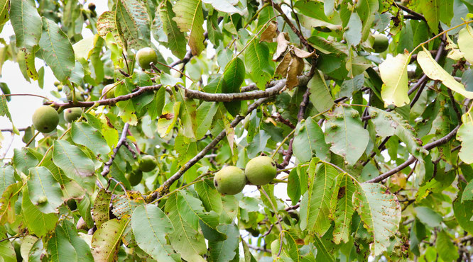 Walnüsse am Baum.