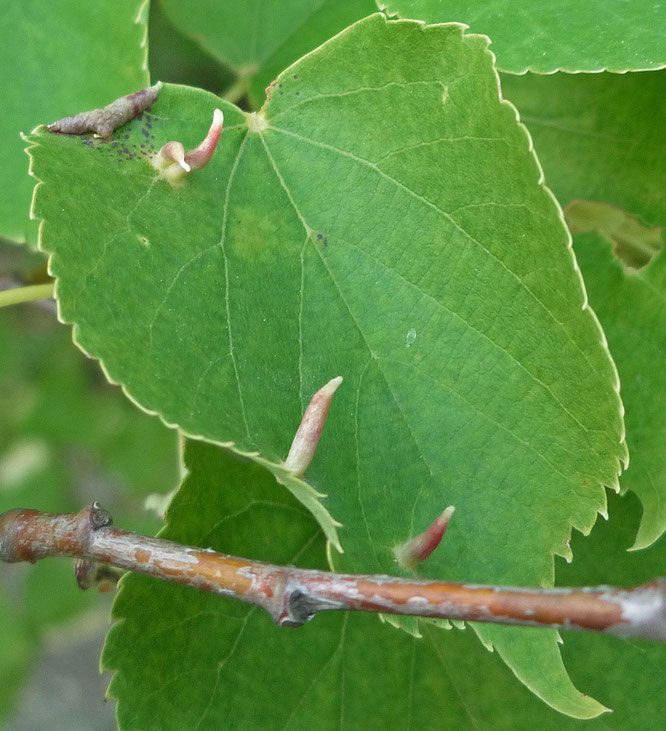 De belles galles sur les feuilles de tilleul.