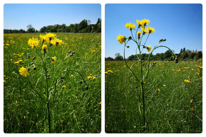 Blume aus der richtigen Perspektive