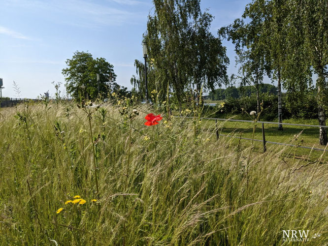 Blühende Blumen und Bäume im Rheinpark.